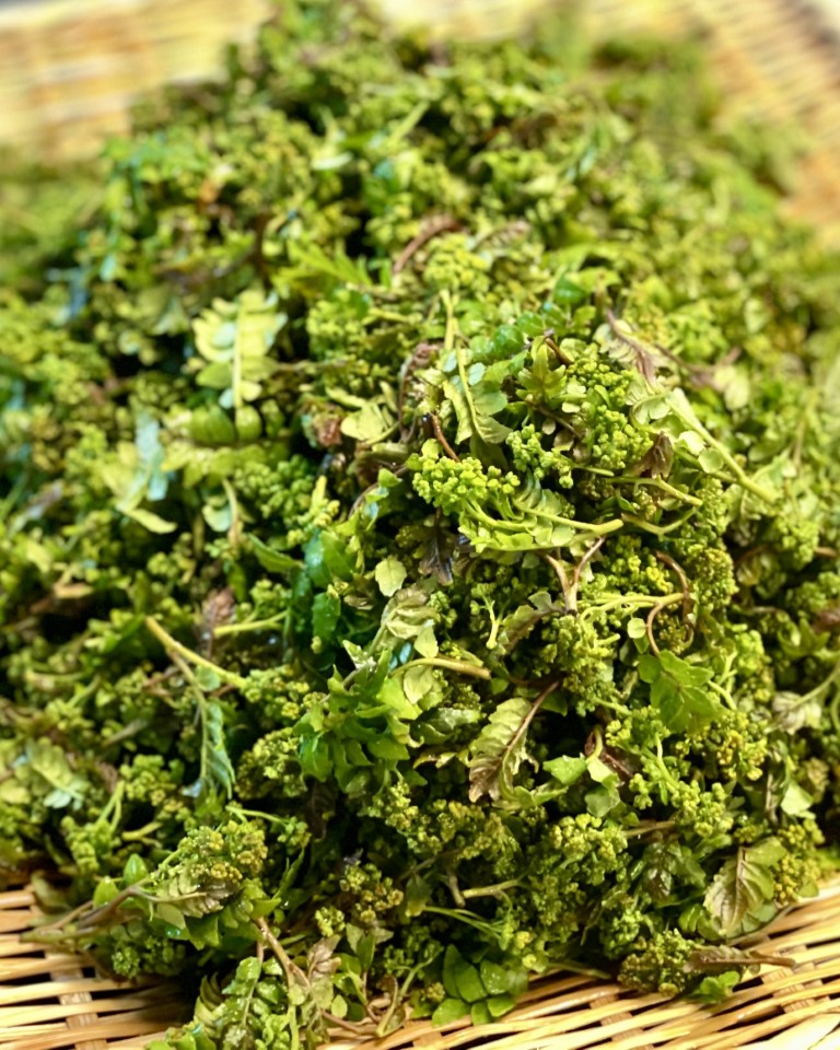 森の宝石：花山椒（はなさんしょ） – 京料理さくらいの通販「京の煮
